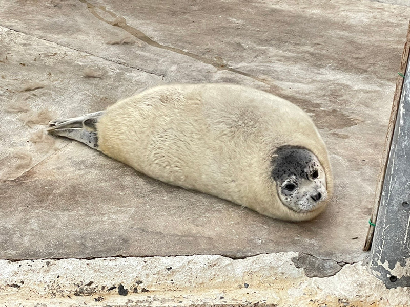 สวนสัตว์ขายตุ๊กตาอุ๋งผลัดขน เหมือนกุ้งชุบเกล็ดขนมปัง
