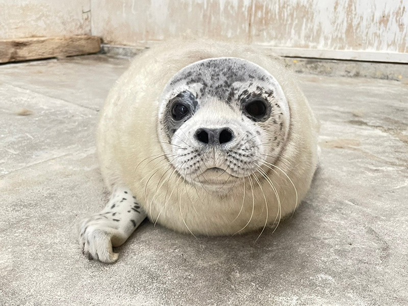 สวนสัตว์ขายตุ๊กตาอุ๋งผลัดขน เหมือนกุ้งชุบเกล็ดขนมปัง