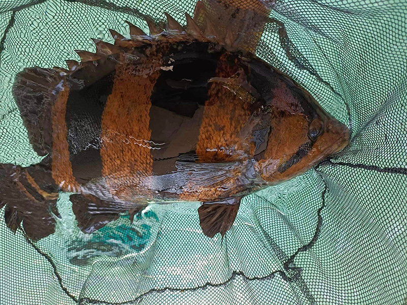 หนุ่มโพสต์ขายปลาตัวละ 450,000 บาท 