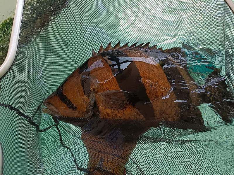 หนุ่มโพสต์ขายปลาตัวละ 450,000 บาท 