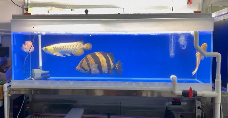 หนุ่มโพสต์ขายปลาตัวละ 450,000 บาท 