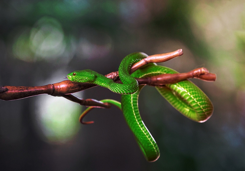 คอมเมนต์