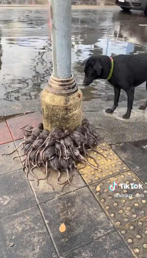 กองทัพหนูหนีน้ำท่วม 