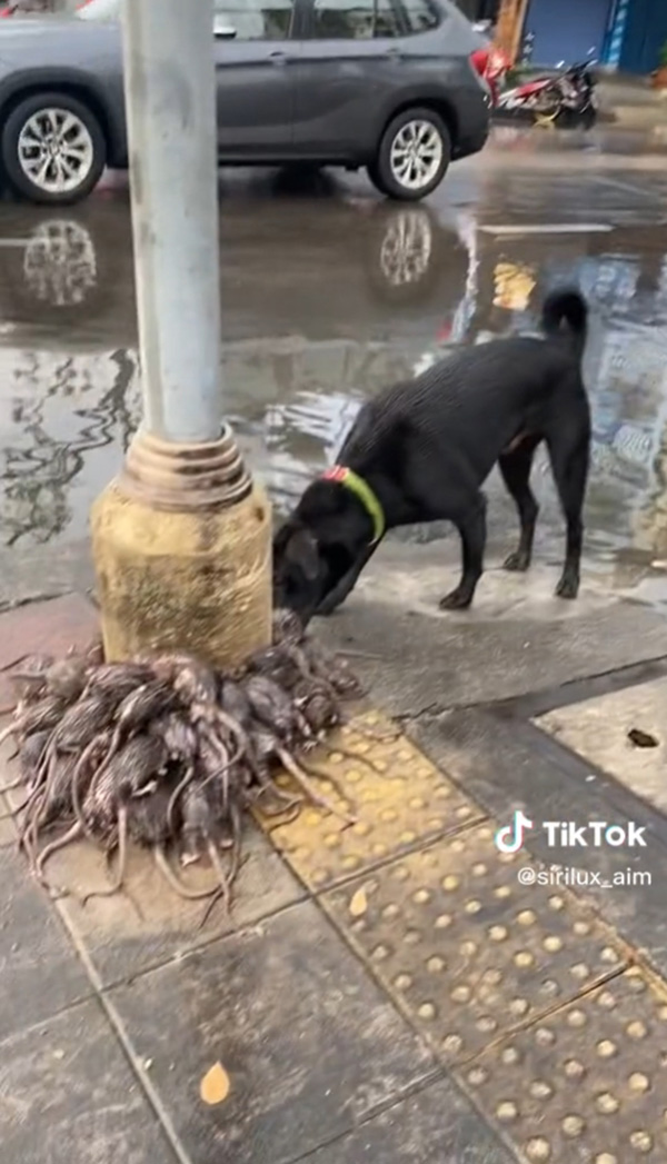 กองทัพหนูหนีน้ำท่วม 