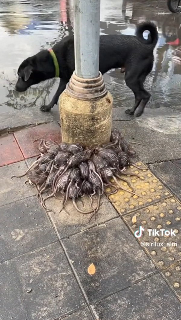 กองทัพหนูหนีน้ำท่วม 