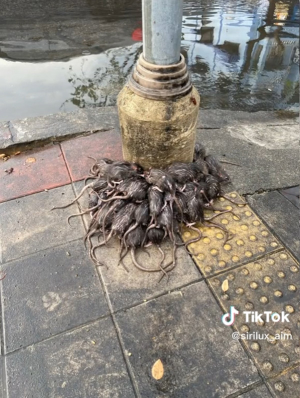 กองทัพหนูหนีน้ำท่วม 