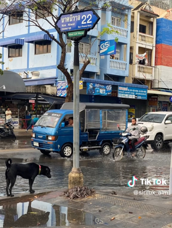 กองทัพหนูหนีน้ำท่วม 