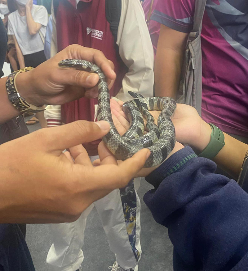 ดราม่างานประมงดัง เอางูสมิงทะเลให้คนร่วมงานจับเล่น พิษแรงกว่างูเห่า ไม่มีเซรุ่ม