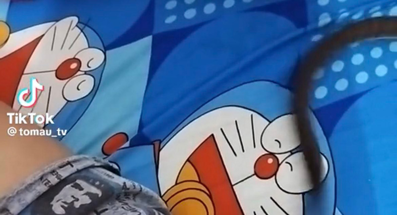 ชาวเน็ตอึ้ง หนุ่มเลี้ยงงูบนที่นอน พีคสุดมีตวัดหางหยอกเจ้าของ