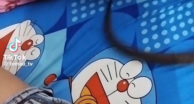 ชาวเน็ตอึ้ง หนุ่มเลี้ยงงูบนที่นอน พีคสุดมีตวัดหางหยอกเจ้าของ