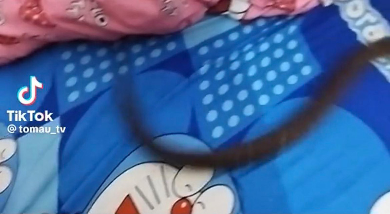 ชาวเน็ตอึ้ง หนุ่มเลี้ยงงูบนที่นอน พีคสุดมีตวัดหางหยอกเจ้าของ