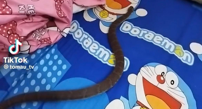 ชาวเน็ตอึ้ง หนุ่มเลี้ยงงูบนที่นอน พีคสุดมีตวัดหางหยอกเจ้าของ