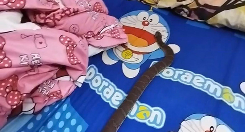 ชาวเน็ตอึ้ง หนุ่มเลี้ยงงูบนที่นอน พีคสุดมีตวัดหางหยอกเจ้าของ