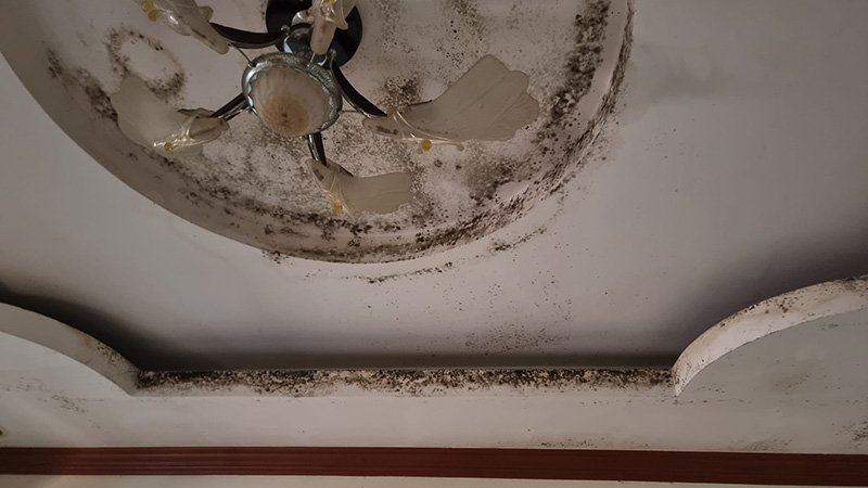 บ้านที่ให้ฝรั่งเช่า