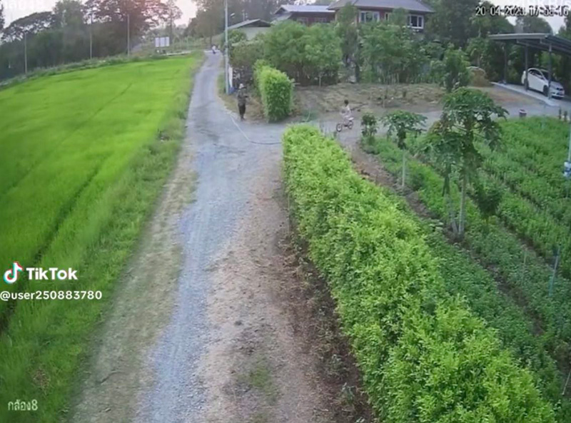 หลานซิ่งจักรยาน เบรกแตกลงคันนาเปียกทั้งตัว 