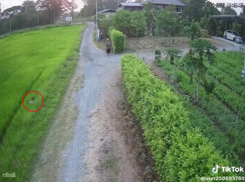 หลานซิ่งจักรยาน เบรกแตกลงคันนาเปียกทั้งตัว 