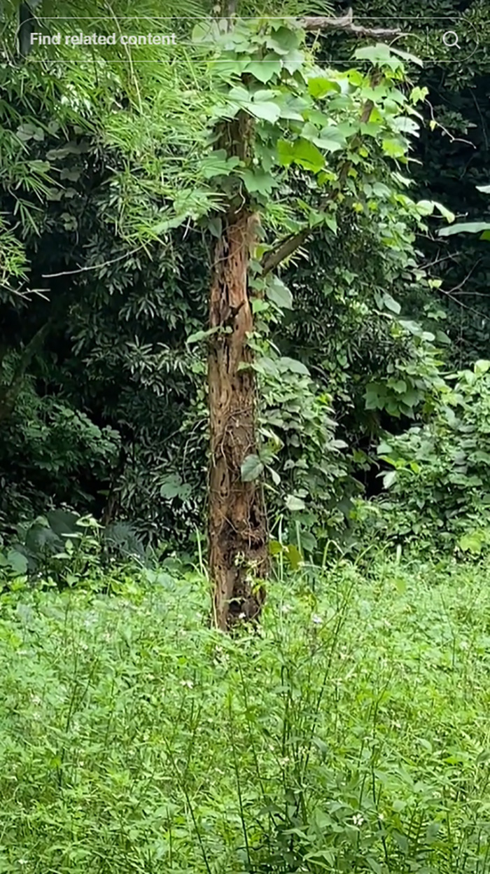 ขนุนตายพราย 