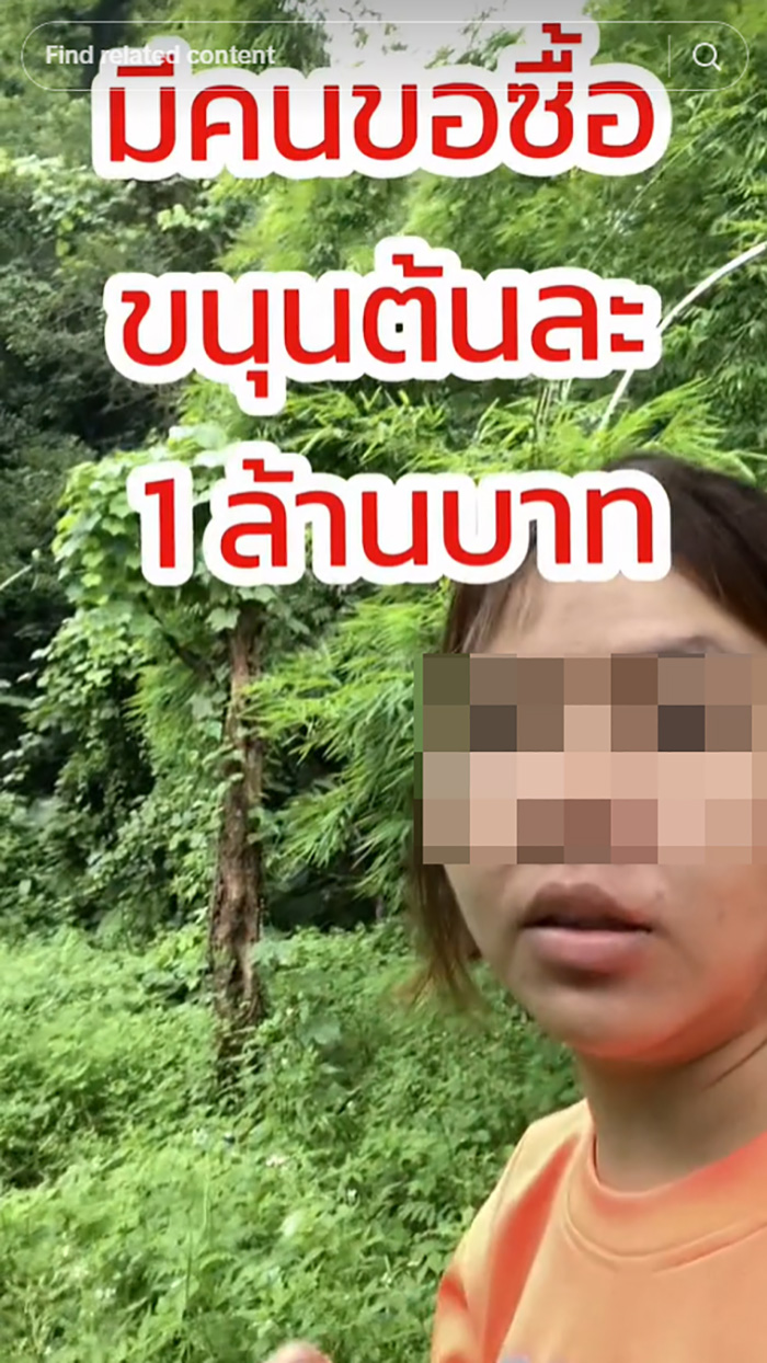 ขนุนตายพราย 