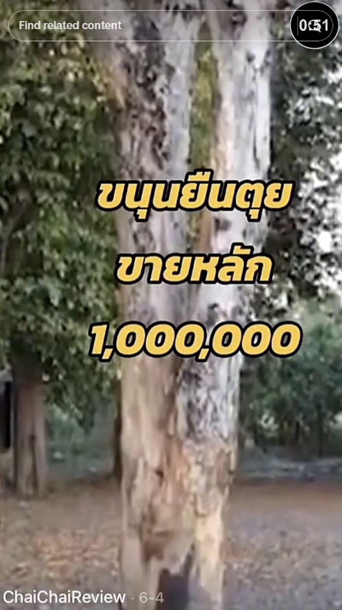 ขนุนตายพราย 