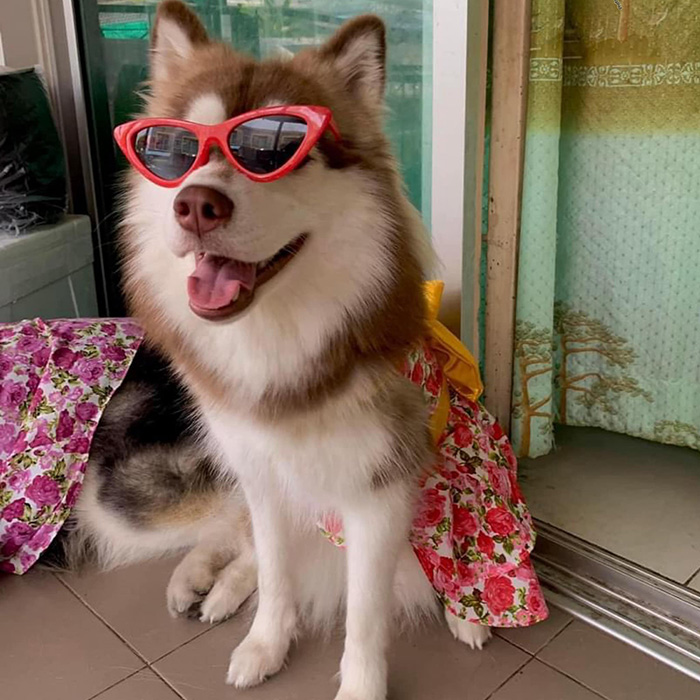 อินฟลูฯ คนนี้ ช่วยหมาโดนราดน้ำร้อน