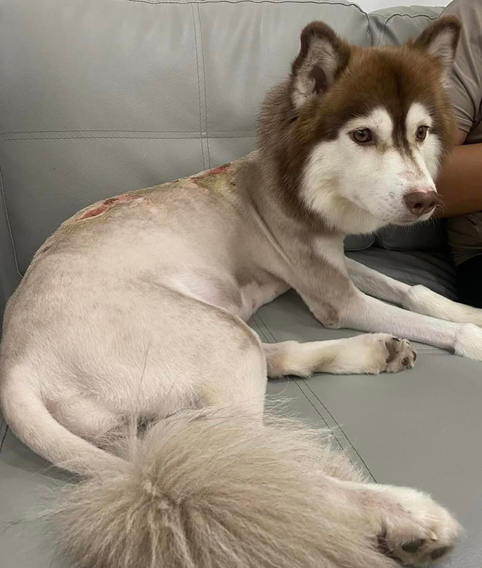 อินฟลูฯ คนนี้ ช่วยหมาโดนราดน้ำร้อน