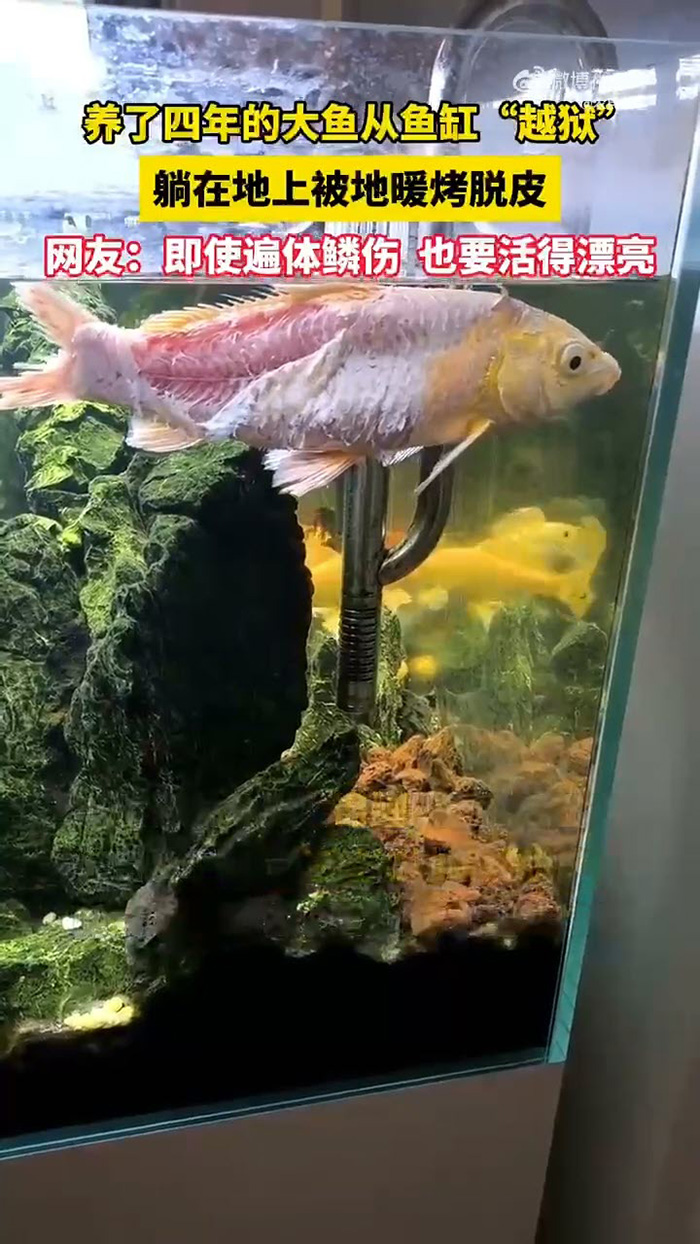 ปลาคาร์ฟสภาพสู้ชีวิต