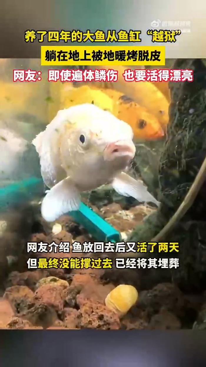 ปลาคาร์ฟสภาพสู้ชีวิต