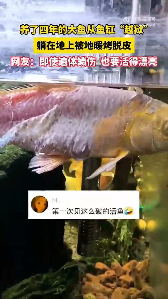 ปลาคาร์ฟสภาพสู้ชีวิต