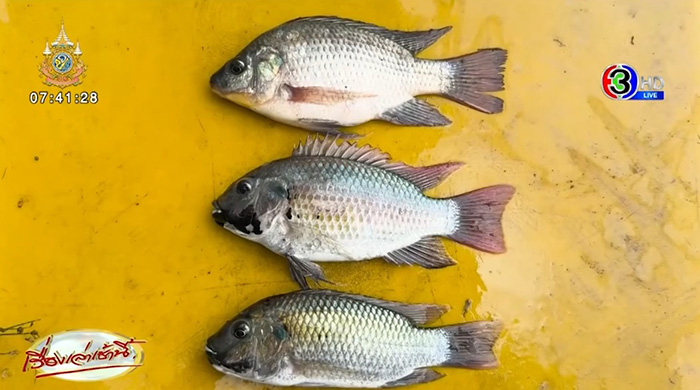 ปลานิลแต่คางดำ