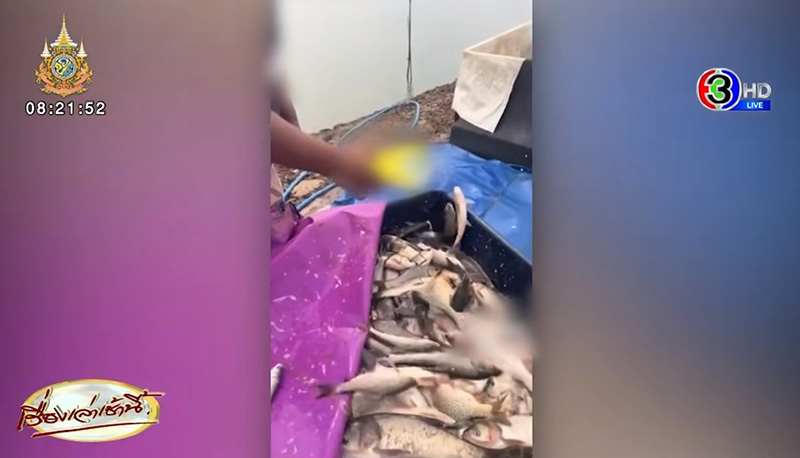 น้ำยาล้างจานราดใส่ปลาเป็น