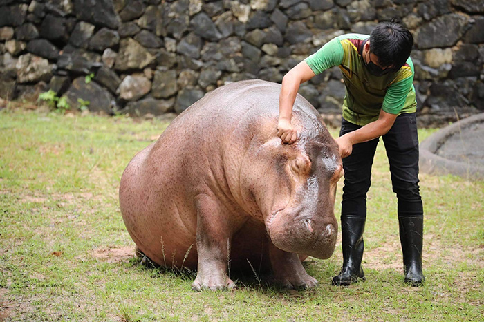 เปิดเรื่องราว เบนซ์ คนดูแล หมูเด้ง