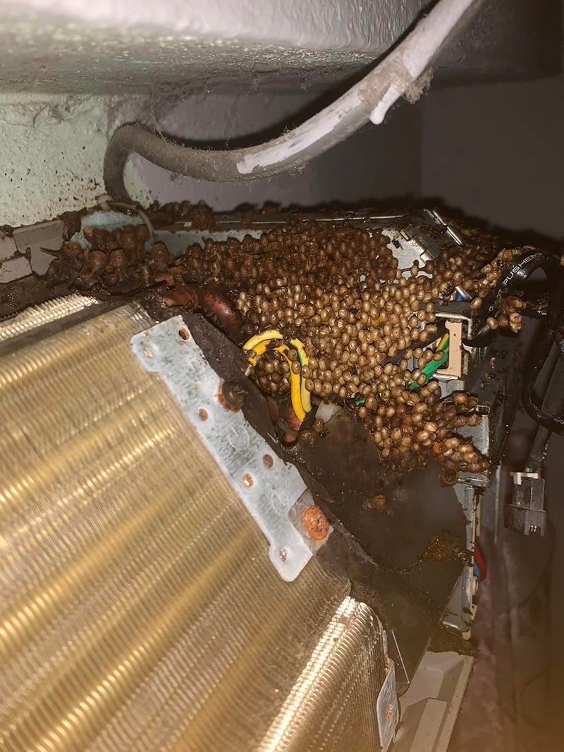 สิ่งมีชีวิตชวนขนลุก