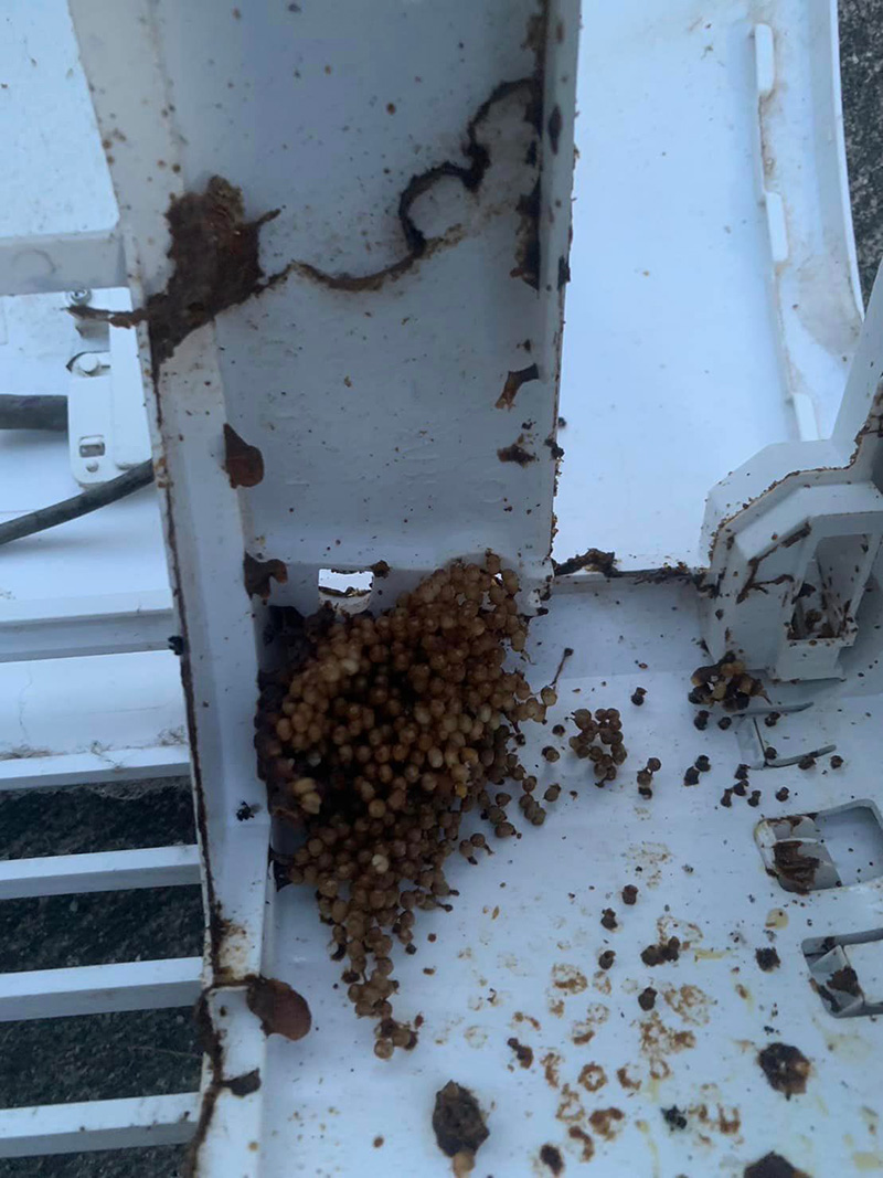 สิ่งมีชีวิตชวนขนลุก