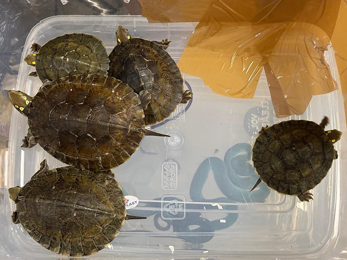 จับ ผดส ลอบขนงูพิษจากไทย จับ ผดส ลอบขนงูพิษจากไทย