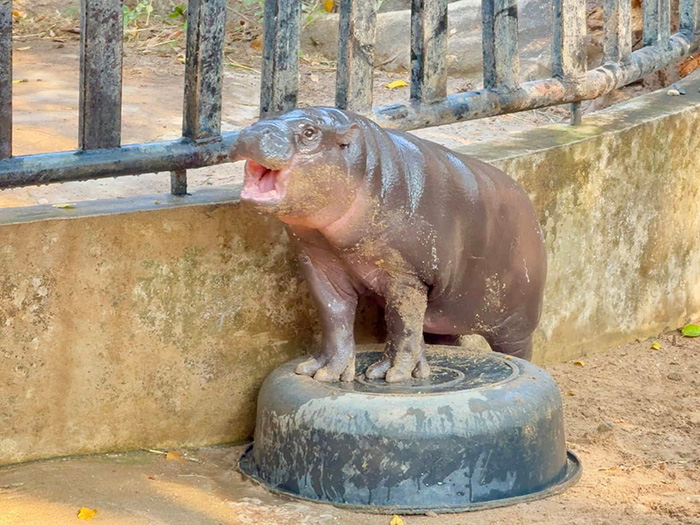 หมูเด้งเล่นกับเพื่อนซี้ 