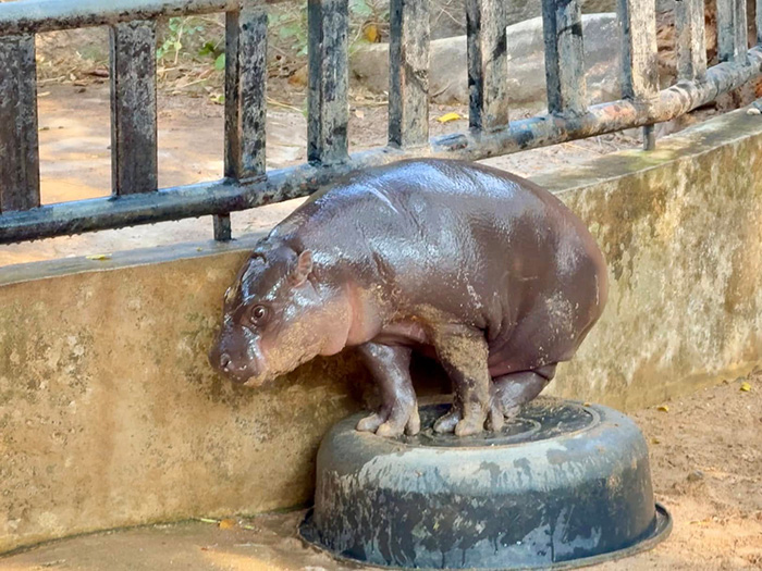 หมูเด้งเล่นกับเพื่อนซี้ 