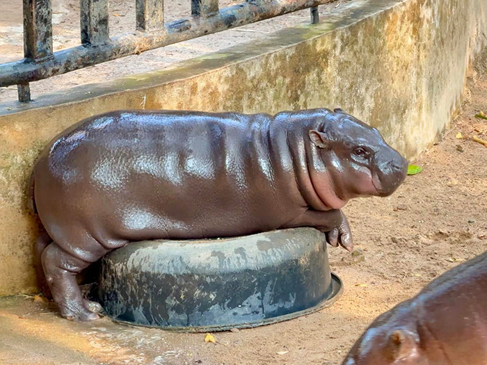 หมูเด้งเล่นกับเพื่อนซี้ 