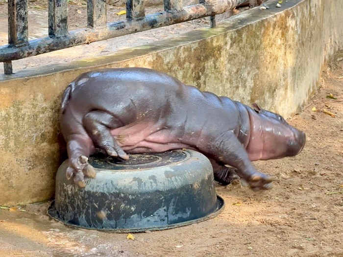 หมูเด้งเล่นกับเพื่อนซี้ 