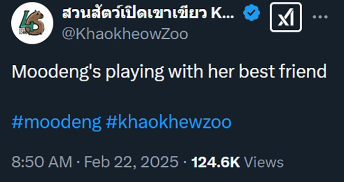 หมูเด้งเล่นกับเพื่อนซี้ 