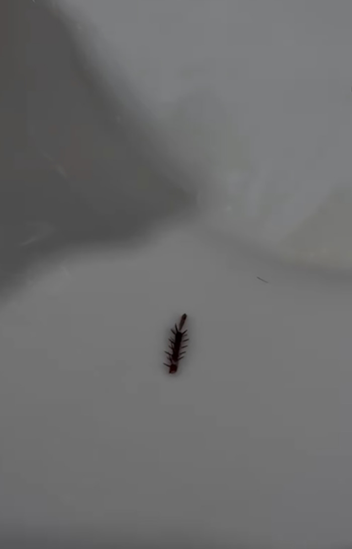 คู่รักกินไอศกรีมเผือก