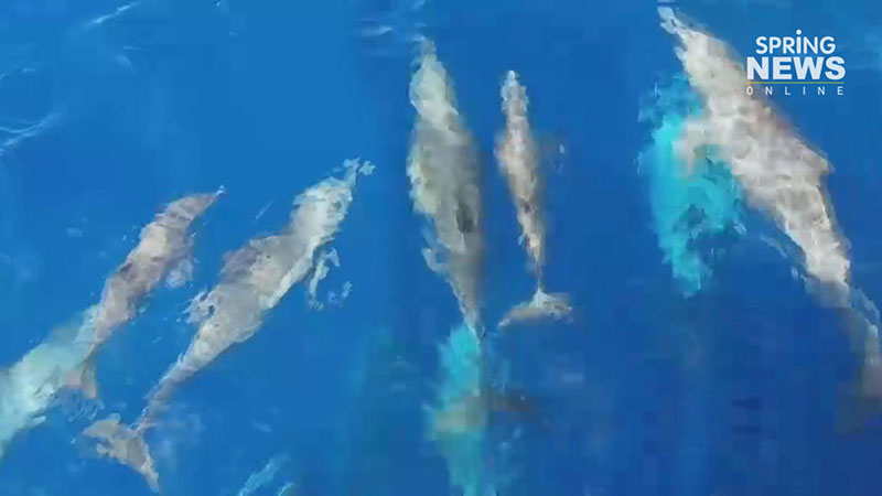 ฝูงโลมา