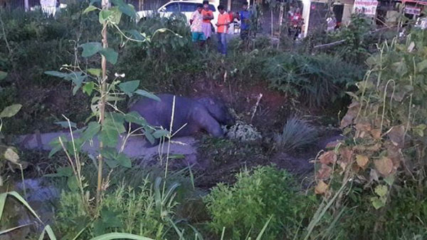 ลูกช้างป่า