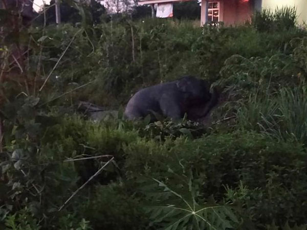 ลูกช้างป่า