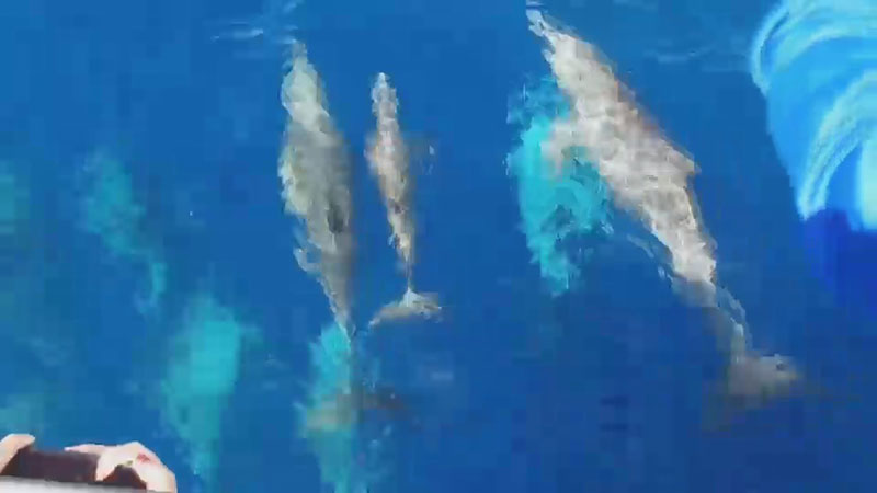 ฝูงโลมา