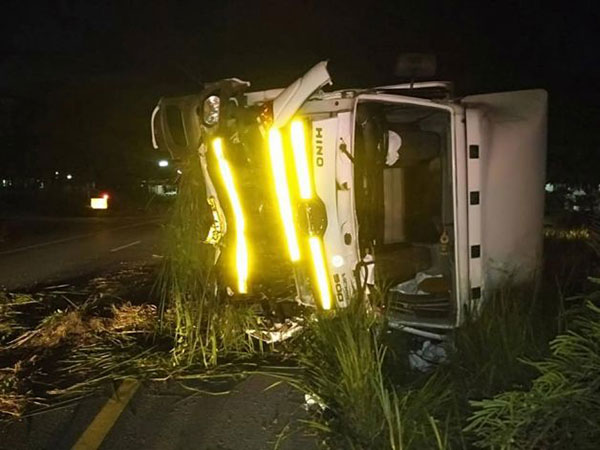 ลูกช้างป่า