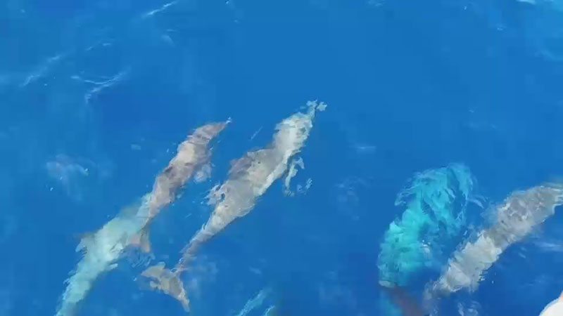 ฝูงโลมา