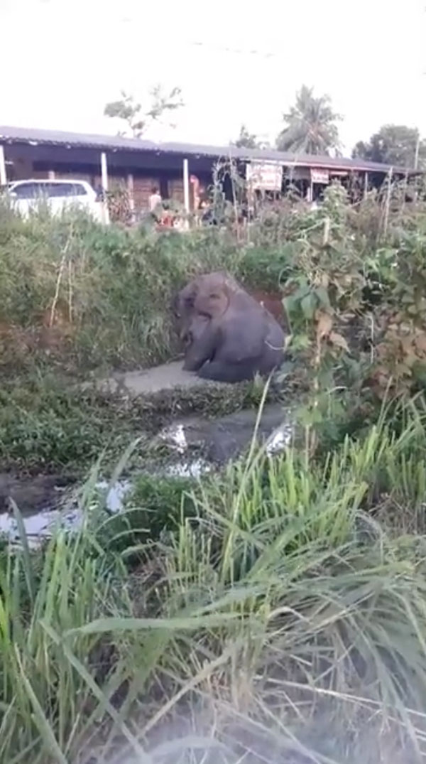 ลูกช้างป่า