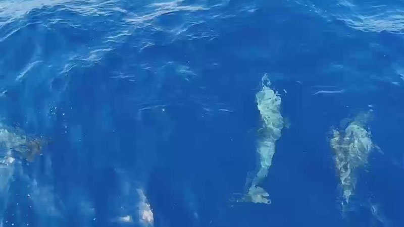 ฝูงโลมา