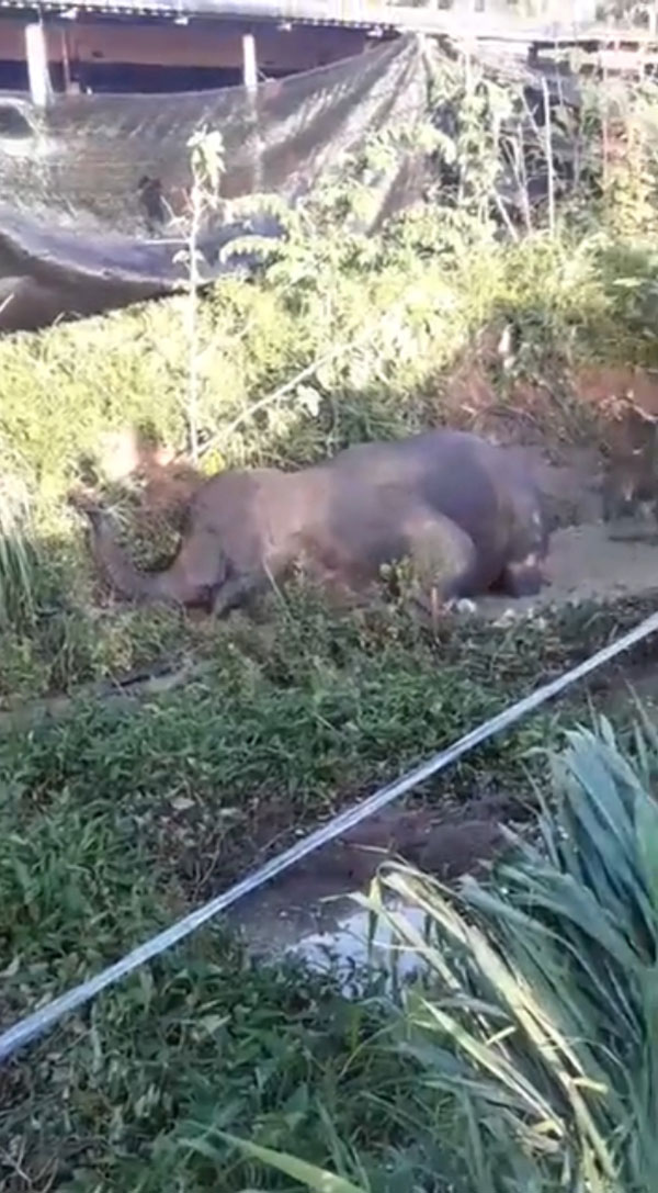 ลูกช้างป่า