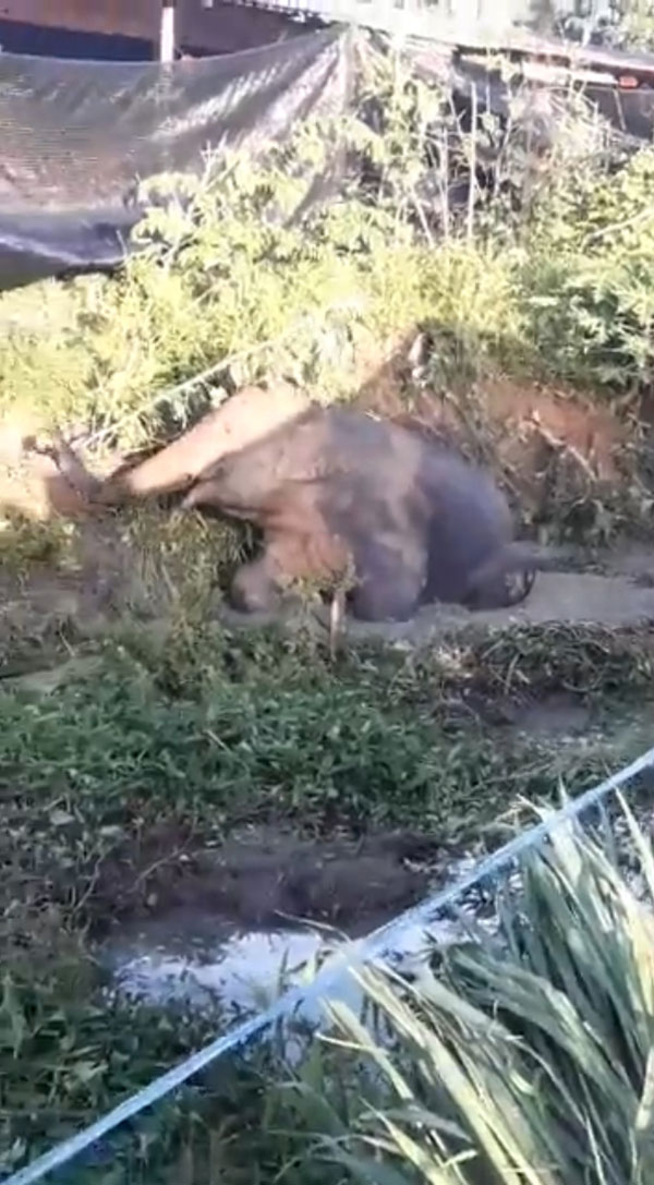 ลูกช้างป่า